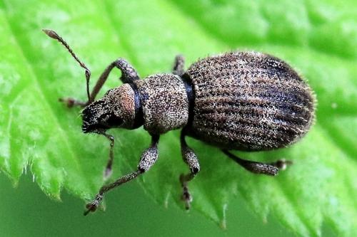 Réf. 247 564 : Sciaphilus asperatus